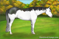 Horse Color:Black Sabino Splash 