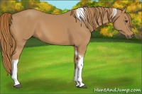 Horse Color:Chestnut Tobiano Frame 