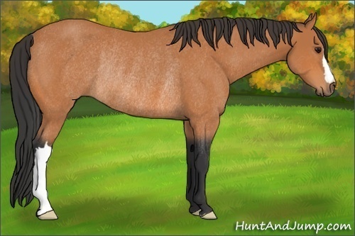 Horse Color:Bay Rabicano 