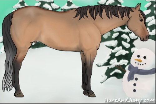 Horse Color:Brown Dun 