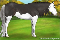 Horse Color:Liver Chestnut Splash 