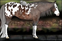 Horse Color:Bay Ice Splash Appaloosa 