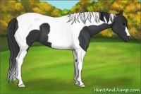 Horse Color:Black Tobiano 