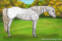 Horse Color:Smoky Grullo Appaloosa