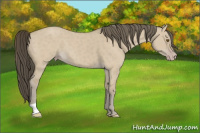Horse Color:Sable Cream Champagne Dun 