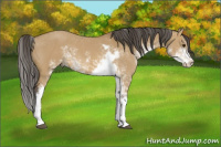 Horse Color:Buckskin Dun Sabino