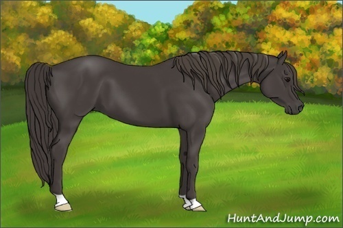 Horse Color: Smoky Black 