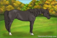Horse Color:Smoky Black