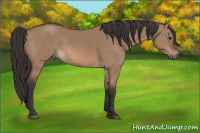 Horse Color:Bay Dun