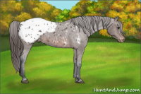 Horse Color:Brown Sabino Appaloosa 