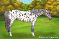 Horse Color:Bay Near Leopard 