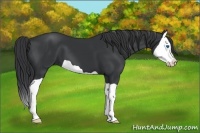 Horse Color:Black Splash
