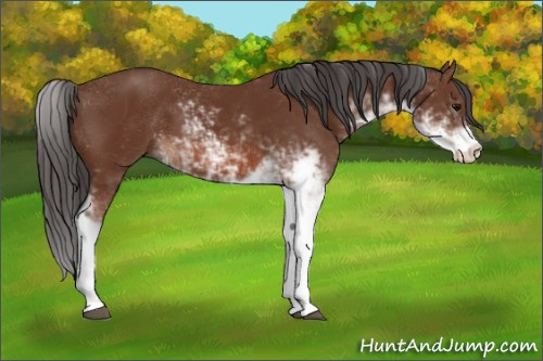 Horse Color: Bay Sabino 