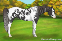 Horse Color:Smoky Black Splash Tobiano Near Leopard 