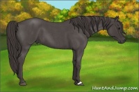 Horse Color:Smoky Blue Roan