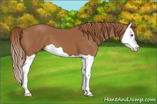 Horse Color: Chestnut Splash 