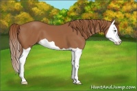 Horse Color:Chestnut Splash 