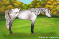 Horse Color:Gray Silver Bay Appaloosa 