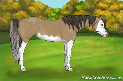 Horse Color: Buckskin Splash 