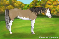 Horse Color:Buckskin Splash 