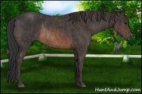 Horse Color:Brown Rabicano  Brindle