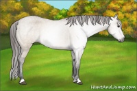 Horse Color:Gray Brown Dun Varnish 