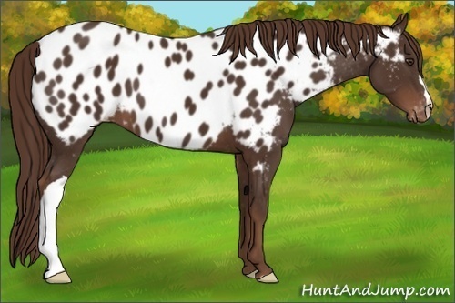 Horse Color: Liver Chestnut Blanket 