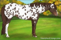 Horse Color:Liver Chestnut Appaloosa