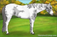Horse Color:White Spotted Black Splash Tobiano Frame Appaloosa 