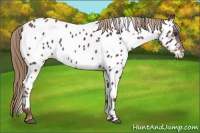 Horse Color:Liver Chestnut Near Leopard 