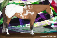 Horse Color:Bay Splash Snowcap 