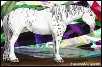 Horse Color:White Spotted Bay Appaloosa 