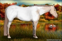 Horse Color:Amber Champagne Appaloosa 