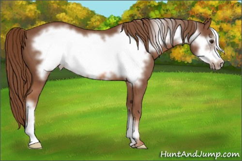 Horse Color: Liver Chestnut Frame 