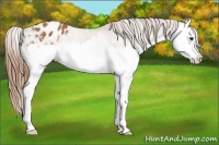 Horse Color:Chestnut Splash Appaloosa 