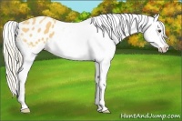 Horse Color:Palomino Appaloosa 