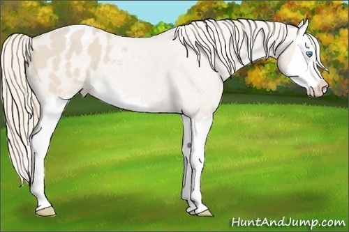 Horse Color: Smoky Creme Splash Blanket 