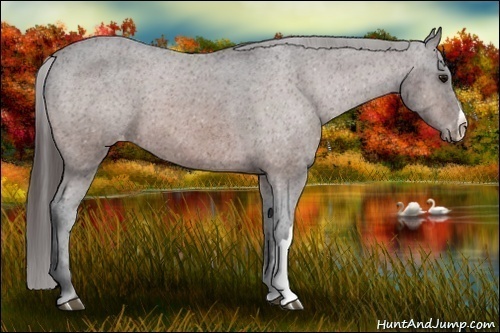 Horse Color: Brown Varnish 