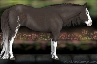 Horse Color:White Spotted Liver Chestnut Splash 