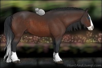 Horse Color:Bay Splash 
