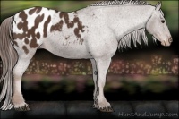 Horse Color:Liver Chestnut Appaloosa 