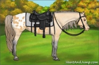 Horse Color:Buckskin Blanket 