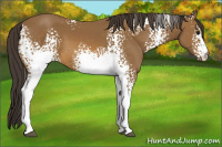 Horse Color:White Spotted Buckskin 