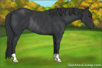 Horse Color:Black Rabicano 