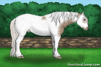 Horse Color:Silver Grullo Splash Tobiano Frame