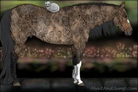 Horse Color:Bay Ice Dun Rabicano 