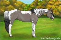 Horse Color:Grullo Splash Tobiano 