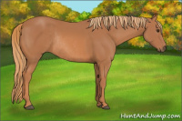 Horse Color:Chestnut Rabicano