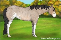 Horse Color:Bay Roan Dun Sabino Rabicano