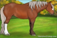 Horse Color:Silver Bay 